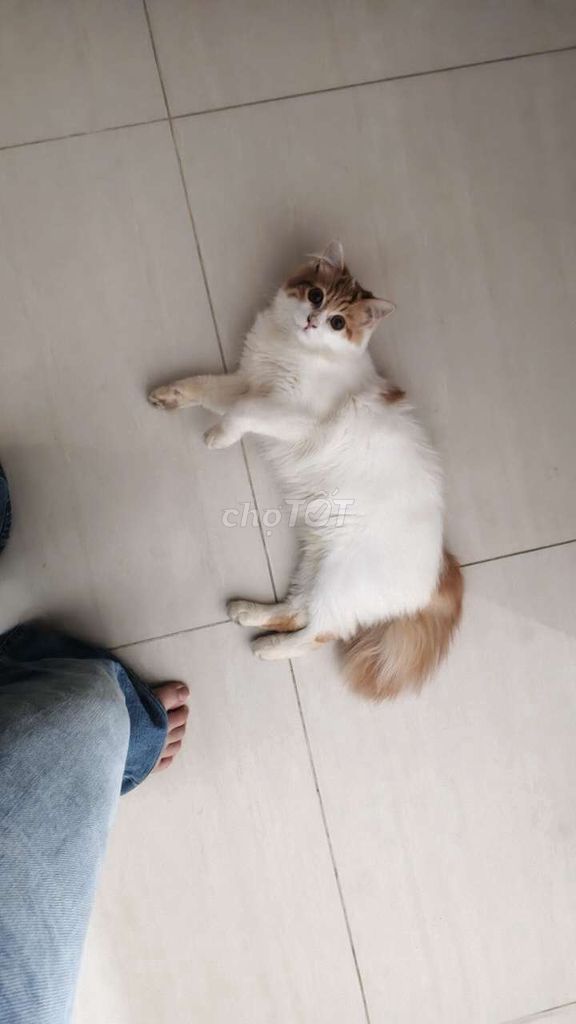 Mèo ALD cái 7 tháng đã tiêm. Mua bán Mèo tại Huyện Gia Lâm Hà Nội được đăng bởi Tú Oanh hình 1