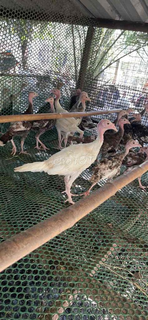 Gà tây trắng đủ kích cỡ. Mua bán Gà tại Huyện Chợ Gạo Tiền Giang được đăng bởi Thanhminh Vo hình 1
