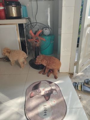 Chó Poodle Nâu, Kem