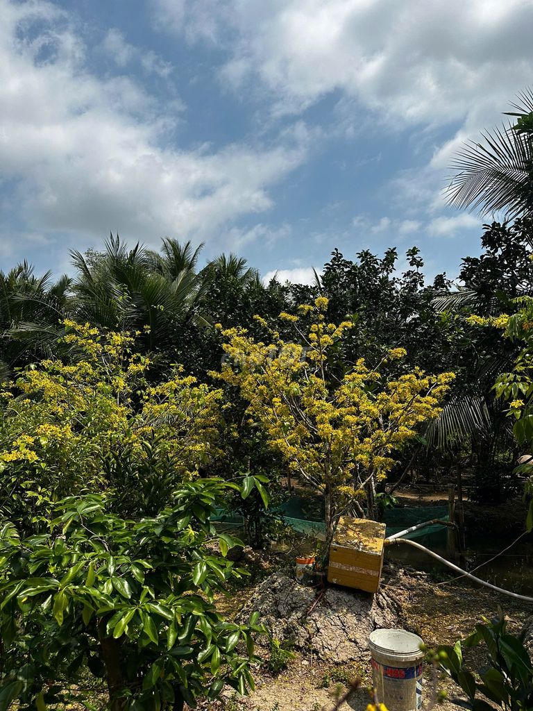 Vườn mai Tiền Giang màu Vàng. Mua bán Cây cảnh, đồ trang trí tại Thành phố Mỹ Tho Tiền Giang được đăng bởi Trinh Tran hình 1