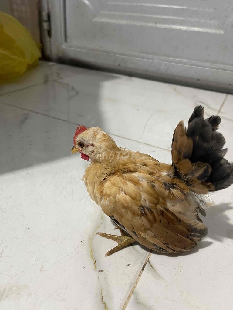 Gà Serama trống mái 3 tháng. Mua bán Gà tại Huyện Thủ Thừa Long An được đăng bởi Ken Nguyễn  hình 1