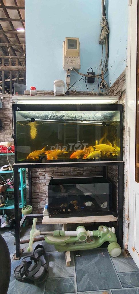 Hồ cá cảnh 90x40x40 cm. Mua bán Phụ kiện, Thức ăn, Dịch vụ tại Quận 12 Tp Hồ Chí Minh được đăng bởi Châu hình 1