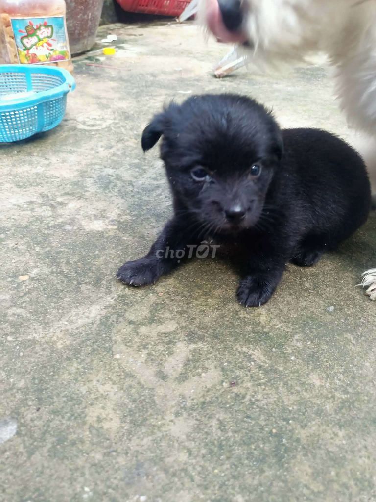 Chó con Đen, Nâu, Vàng kem. Mua bán Chó tại Thành phố Rạch Giá Kiên Giang được đăng bởi Hoàng Khang  hình 1