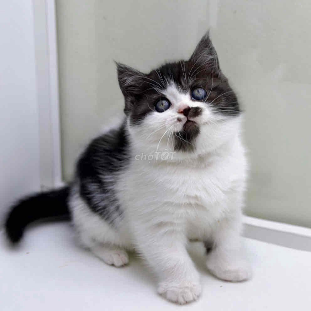 Mèo cái đã tiêm. Mua bán Mèo tại Huyện Hoài Đức Hà Nội được đăng bởi Mei Mei hình 1