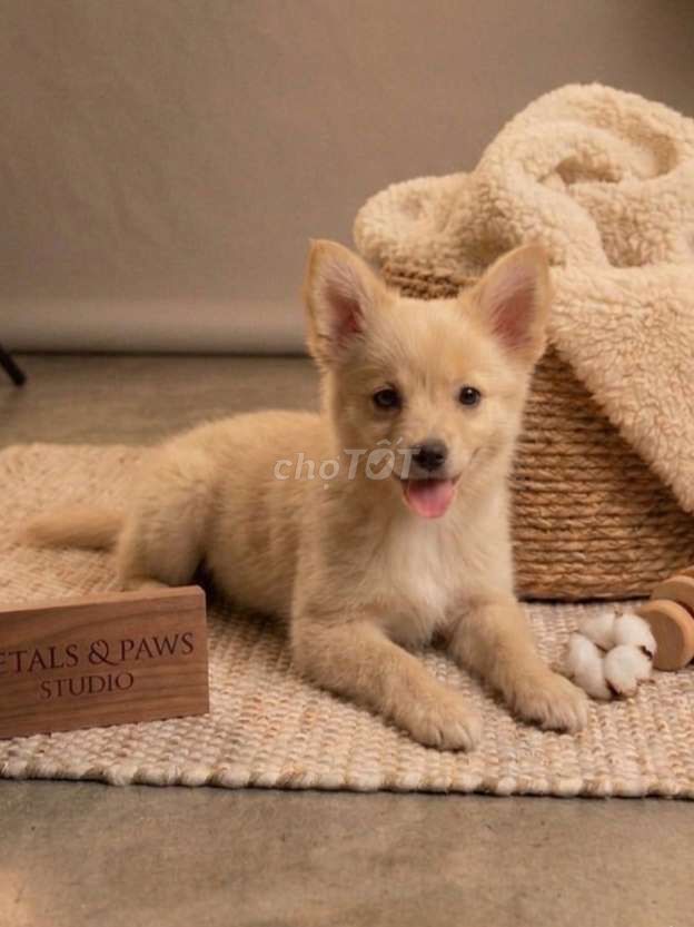 Chó Chihuahua lông dài Vàng mơ 0,8kg 2 tháng. Mua bán Chó tại Quận Tân Bình Tp Hồ Chí Minh được đăng bởi HƯNG LỘC PHÁT hình 1
