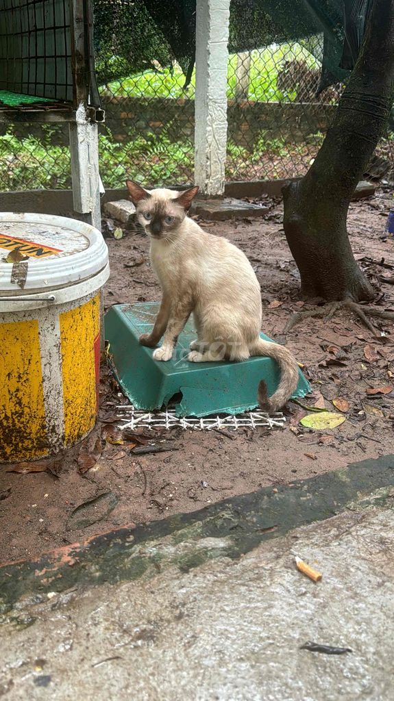 Mèo Xiêm Nâu kem Thân thiện Tốt. Mua bán Mèo tại Quận Hà Đông Hà Nội được đăng bởi Hằng Nga hình 1