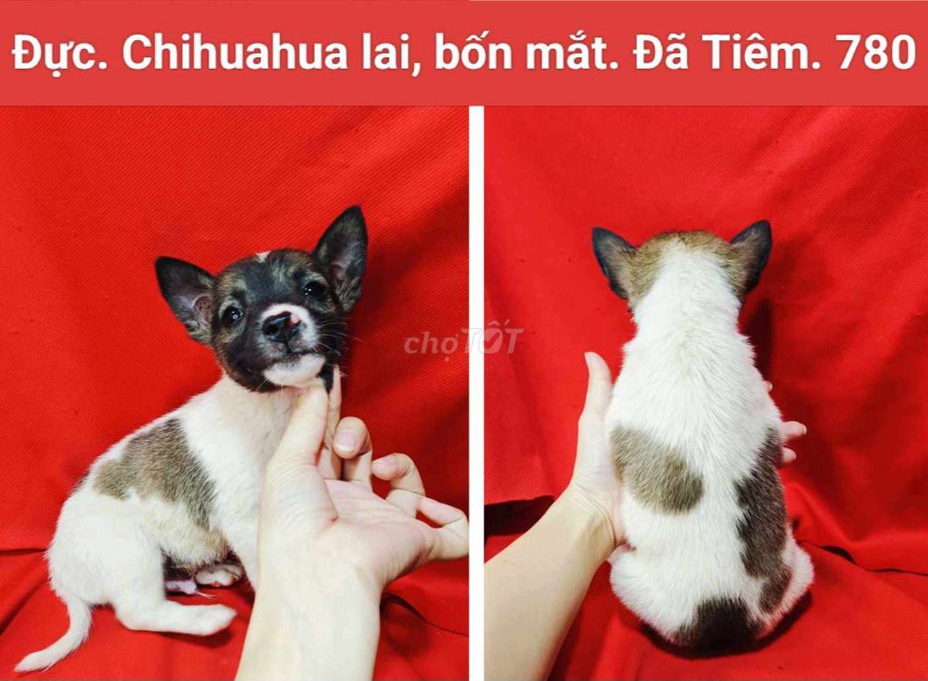 Corgi lai, chihuahua lai. Mua bán Chó tại Quận 12 Tp Hồ Chí Minh được đăng bởi Thanh hình 6