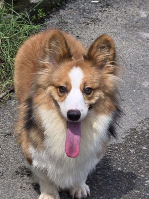 Bé Corgi Lông Dài. HCM, Bình Dương. Mua bán Chó tại Thành phố Thuận An Bình Dương được đăng bởi Huỳnh Minh Tiến