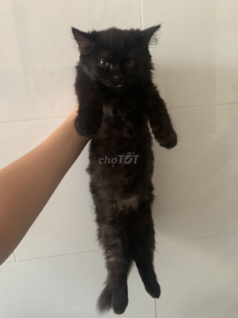 Mèo Anh lông dài đực Đã tiêm phòng. Mua bán Mèo tại Quận Cái Răng Cần Thơ được đăng bởi Nhi Yến hình 1
