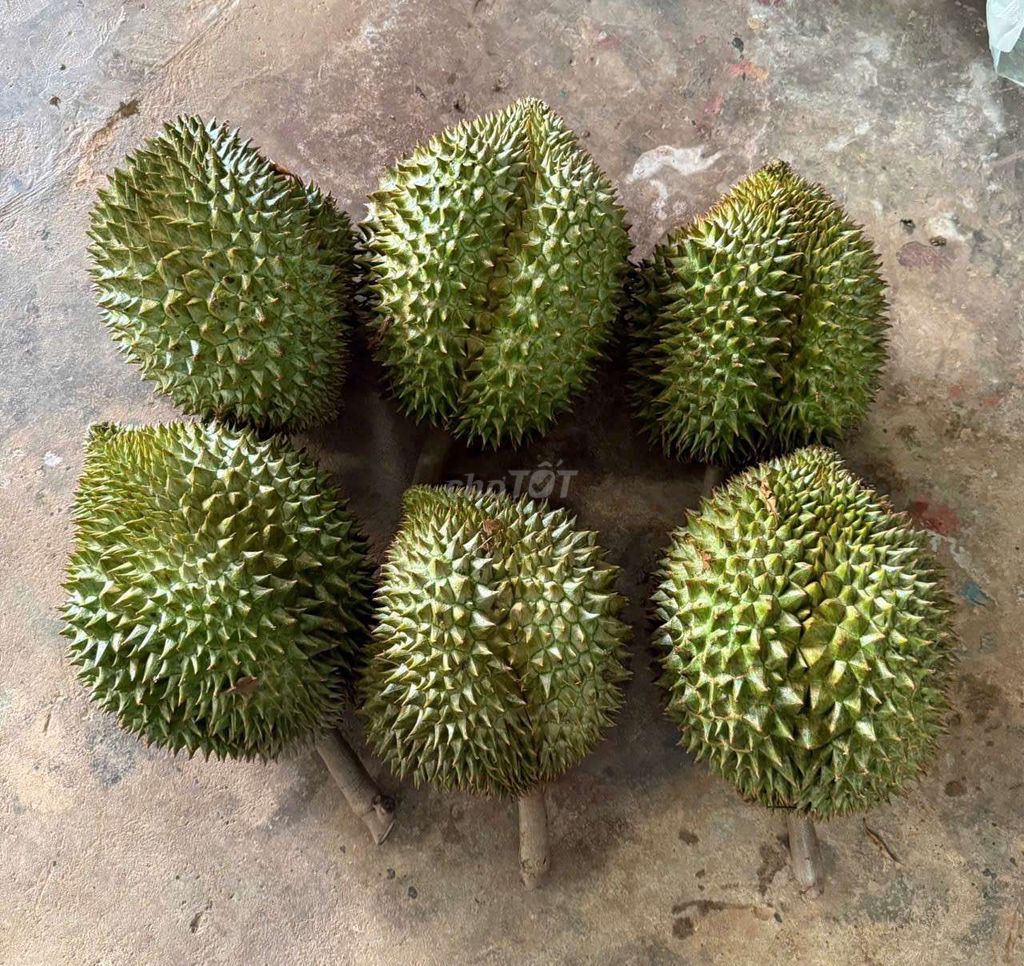 Sầu riêng Thái. Mua bán Đồ ăn, thực phẩm và các loại khác tại Quận 10 Tp Hồ Chí Minh được đăng bởi A Mink hình 1