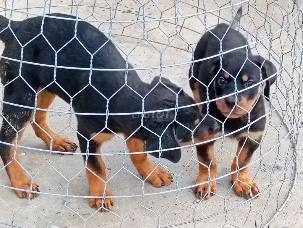 Chó Rottweiler Đen vàng BD. Mua bán Chó tại Thành phố Dĩ An Bình Dương được đăng bởi Nhân Rottweiler  hình 1