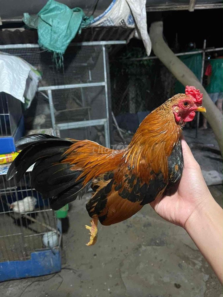 Gà cảnh Vàng 7 tháng 5 lạng. Mua bán Gà tại Huyện Hòa Thành Tây Ninh được đăng bởi Trọng Khải hình 1