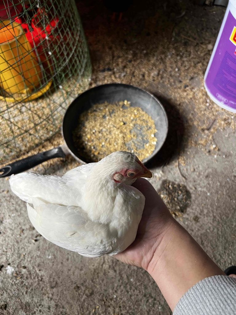 Gà tre mái nhạn bắc tít sắp so. Mua bán Gà tại Huyện Thuận Thành Bắc Ninh được đăng bởi Nguyễn Duy Thảo hình 3