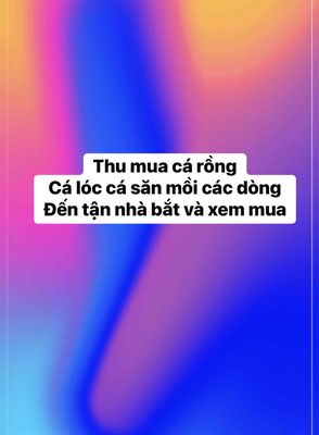 BánThu mua cá săn mồi Lóc Rồng các dòng bán. Mua bán Thú cưng khác tại Quận Bình Tân Tp Hồ Chí Minh được đăng bởi Mê cá