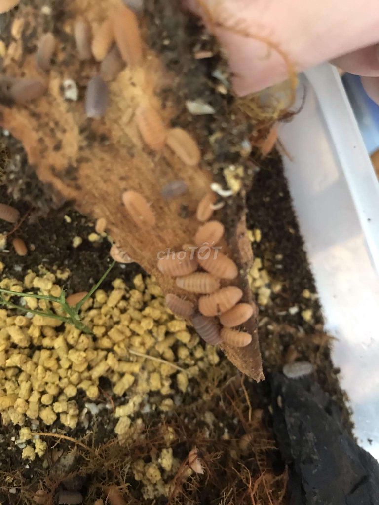Côn trùng cảng isopod dairy co,w . Cubaris orange