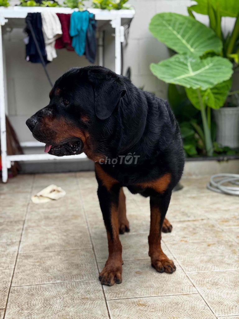 Chó Rottweiler trên 1 tuổi đã huấn luyện. Mua bán Chó tại Thành phố Thủ Đức Tp Hồ Chí Minh được đăng bởi Cas Tuấn Anh hình 4