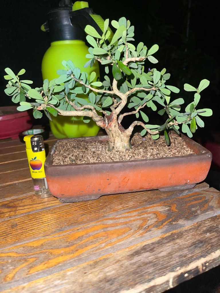 Cây cảnh bonsai linh sam siêu bông. Mua bán Cây cảnh, đồ trang trí tại Huyện Trảng Bom Đồng Nai được đăng bởi Nguyễn Tiến Mạnh  hình 1