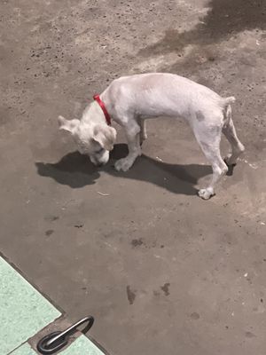 vì không có thoài gian chăm sóc bé. Mua bán Chó tại Huyện Bàu Bàng Bình Dương được đăng bởi Đề Seven