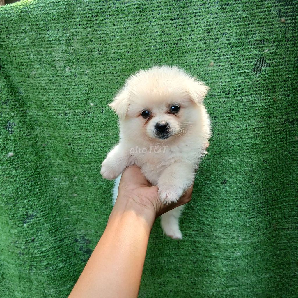 Phốc Sóc Trắng. Mua bán Chó tại Thành phố Thủ Đức Tp Hồ Chí Minh được đăng bởi Vũ Nguyễn  hình 1