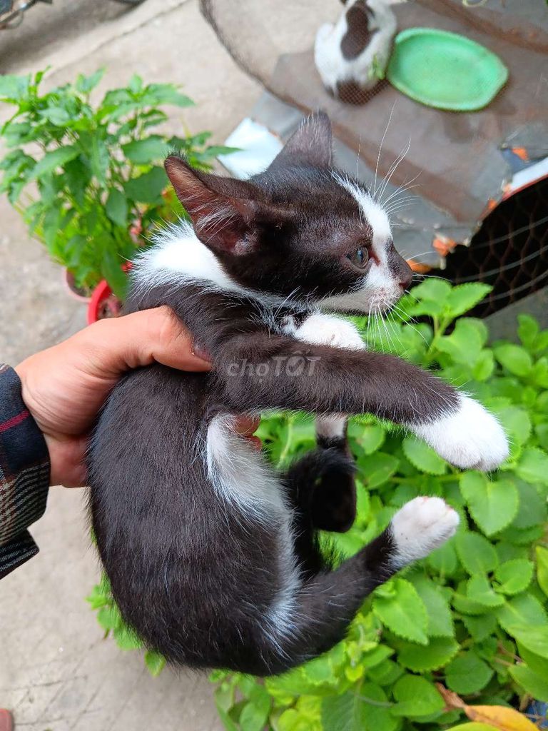 Mèo con (Xin nhận cả 4 con). Mua bán Mèo tại Thành phố Thủ Đức Tp Hồ Chí Minh được đăng bởi Lê Tuấn hình 1