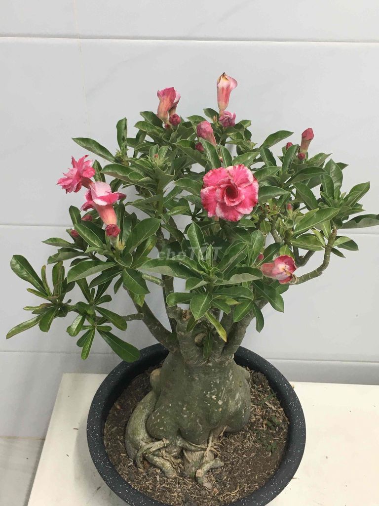 sứ ghép. Mua bán Cây cảnh, đồ trang trí tại Quận 7 Tp Hồ Chí Minh được đăng bởi Nga Trần hình 1