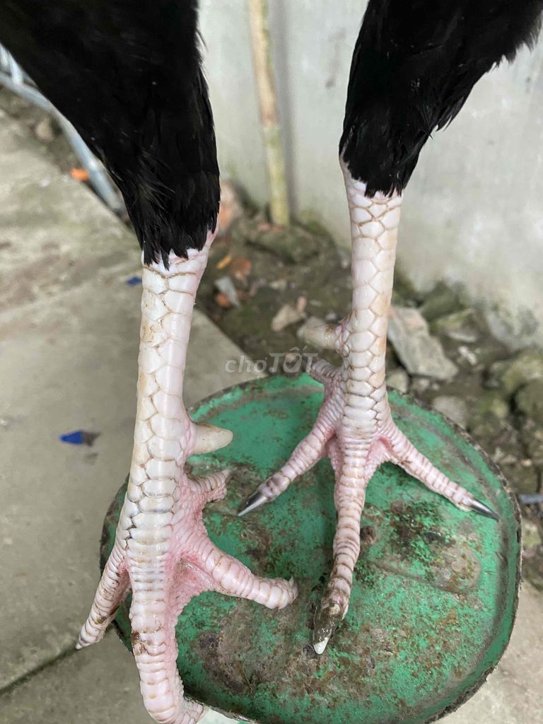 điều 3.1kg tay pin. tin còn gà còn