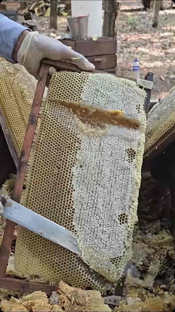 Ong giống nuôi mật khỏe mạnh. Mua bán Thú cưng khác tại Quận Ba Đình Hà Nội được đăng bởi Nguyễn Minh Thành hình 1