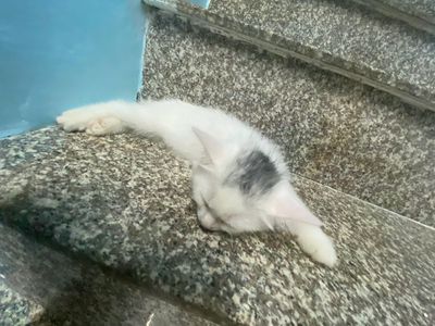 Mình cần tặng 1 cặp xin vía. Mua bán Mèo tại Quận 12 Tp Hồ Chí Minh được đăng bởi Ngoc Phuong