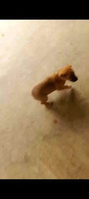 Chó HMông Cộc cái