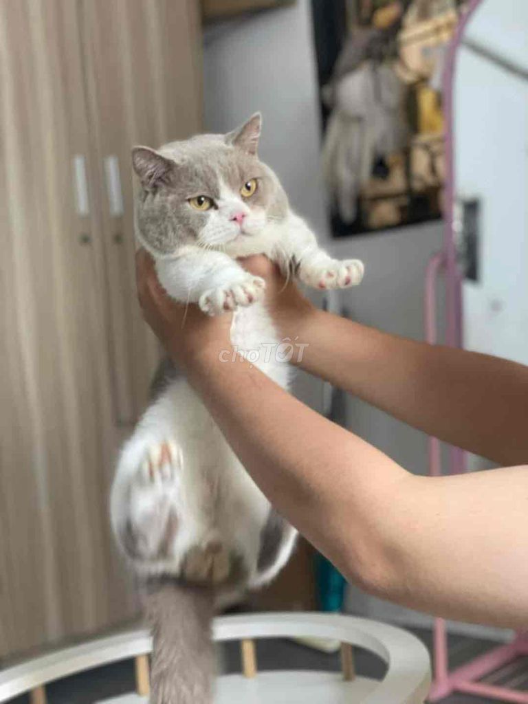 Phối Giống Mèo HCM chân lùn. Mua bán Mèo tại Quận Tân Phú Tp Hồ Chí Minh được đăng bởi Thanh Nghĩa Lê Trần hình 2
