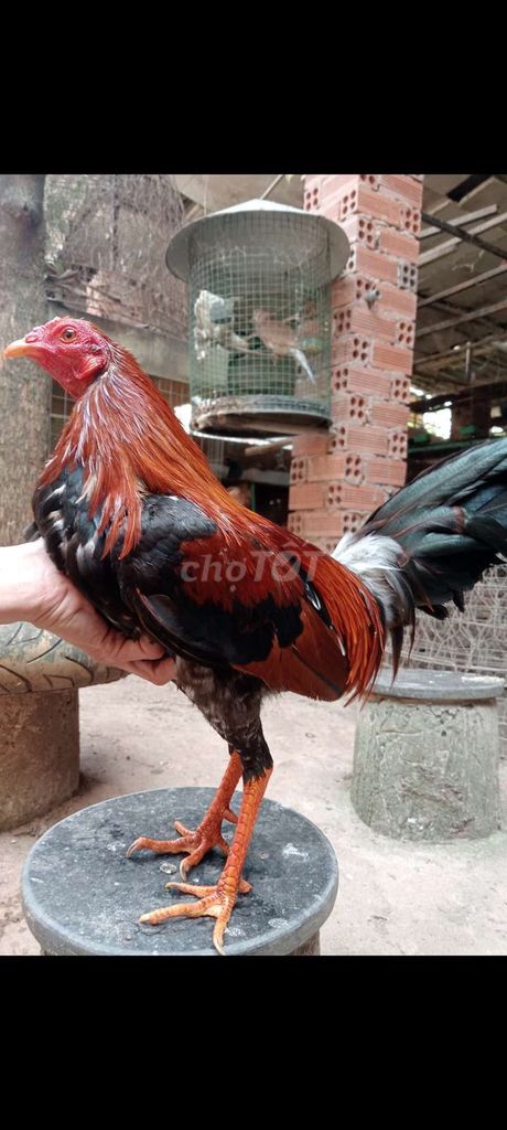 Gà chọi đực 1.370kg. Mua bán Gà tại Thành phố Biên Hòa Đồng Nai được đăng bởi tiến hình 1