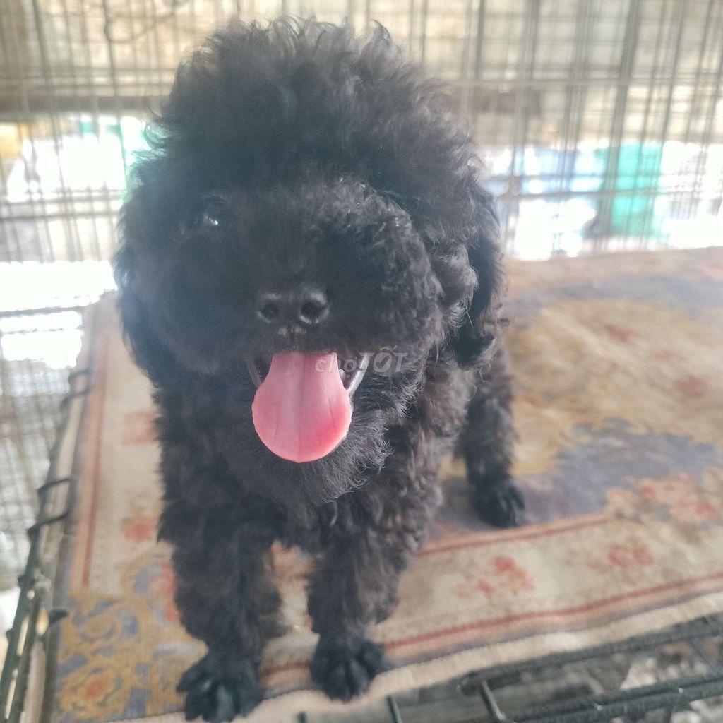 Chó Poodle cái 50 ngày tuổi. Mua bán Chó tại Huyện Định Quán Đồng Nai được đăng bởi Hồng Nhân hình 1