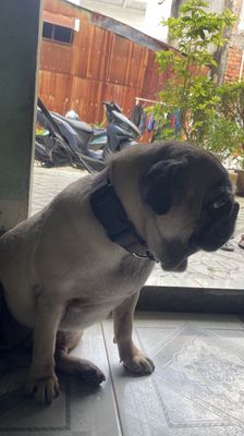 Chó Pug Cái Nâu