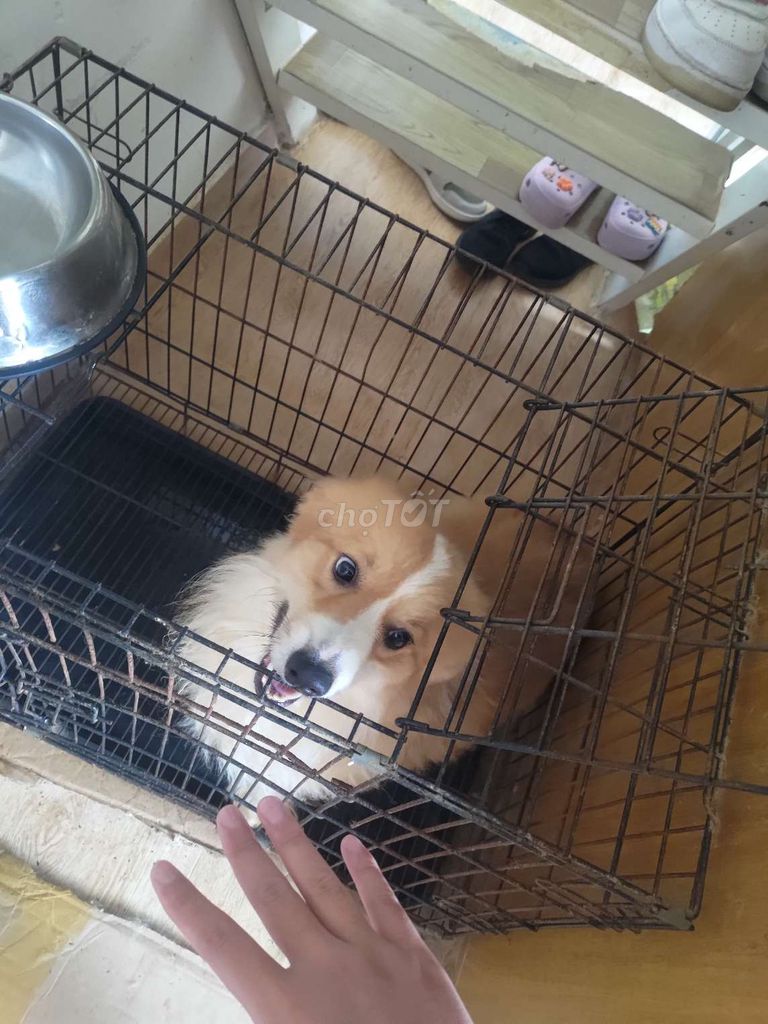 Chó Corgi Pembroke đực 2 tuổi. Mua bán Chó tại Thành phố Đà Lạt Lâm Đồng được đăng bởi Sơn Hải hình 1