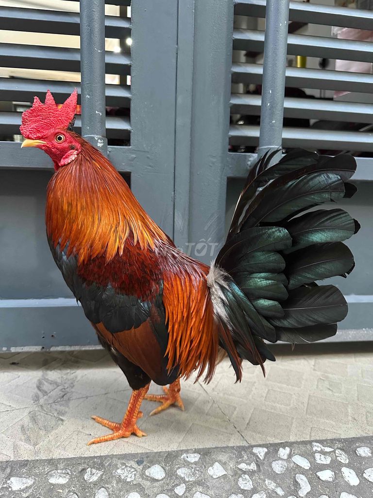 Điều mồng lá cắt asli mỹ 1kg5