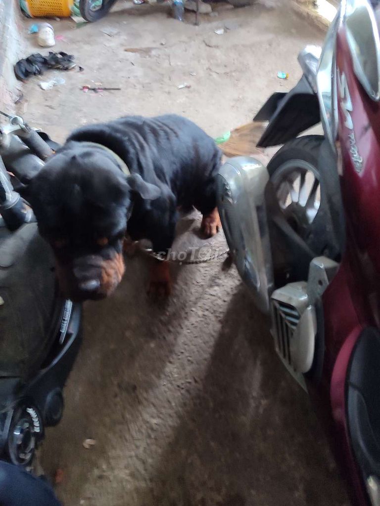 Chó Rottweiler 4 tuổi Đen vàng. Mua bán Chó tại Huyện Phú Giáo Bình Dương được đăng bởi Duy Hưng hình 1