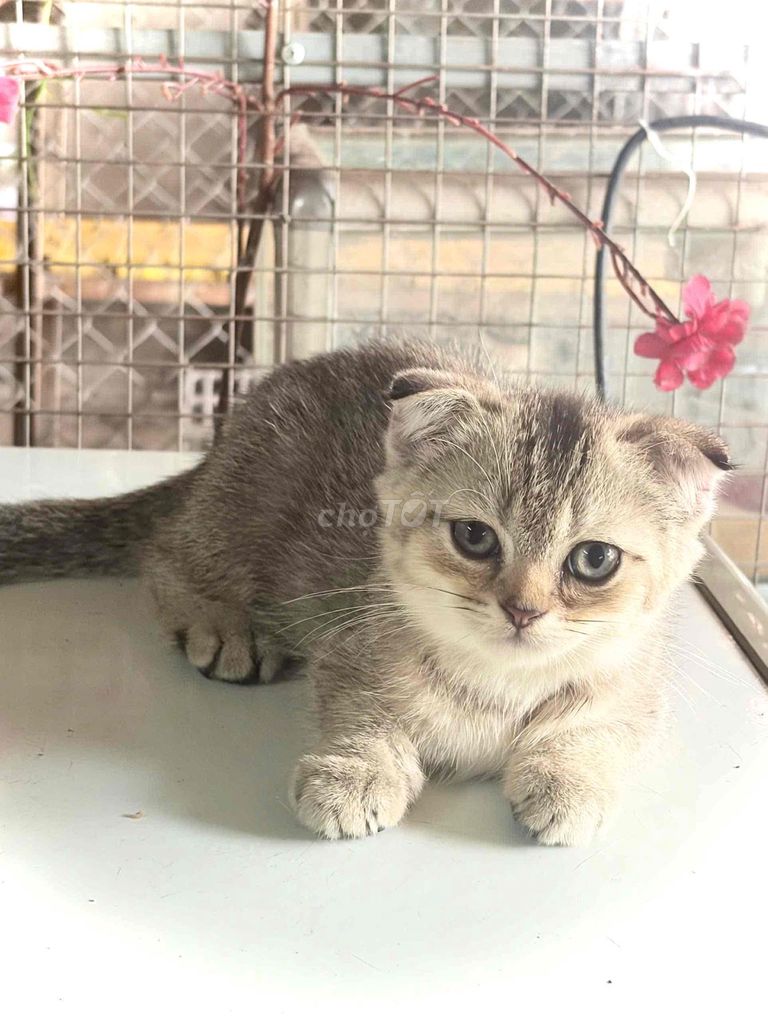 Mèo Golden(Đực) &(Cái),Giá Yêu Thương 1.200k. Mua bán Mèo tại Huyện Củ Chi Tp Hồ Chí Minh được đăng bởi Đào Lý hình 1