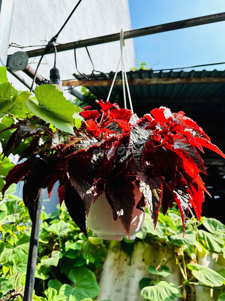 Thu Hải Đường lá đỏ chậu treo khoẻ đẹp. Mua bán Cây cảnh, đồ trang trí tại Quận Gò Vấp Tp Hồ Chí Minh được đăng bởi Vườn Kiểng Nhà Nị Ny hình 1