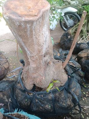 Trứng gà. Mua bán Cây cảnh, đồ trang trí tại Huyện Châu Thành Đồng Tháp được đăng bởi  hiền nth