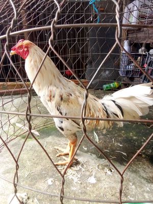 gà khoẻ mạnh. Mua bán Gà tại Huyện Hóc Môn Tp Hồ Chí Minh được đăng bởi Phi Hùng Nguyễn