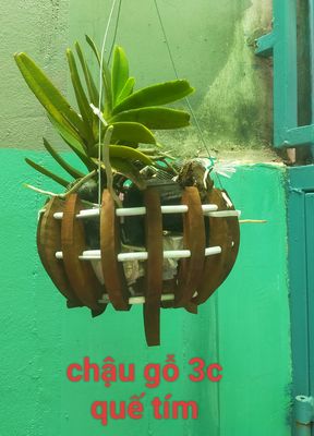 Dọn vườn thanh lý rẻ 5 chậu lan. Mua bán Cây cảnh, đồ trang trí tại Quận Tân Phú Tp Hồ Chí Minh được đăng bởi Minh Tiến