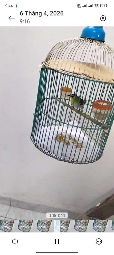 Cả chim cả lồng để lại cho ai cần. Mua bán Chim tại Quận Hai Bà Trưng Hà Nội được đăng bởi Hoàng Anh  hình 1