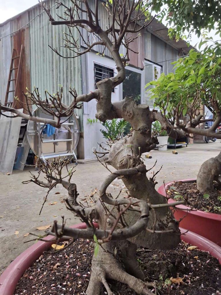 Sung nếp lâu năm. Mua bán Cây cảnh, đồ trang trí tại Huyện Củ Chi Tp Hồ Chí Minh được đăng bởi Bùi thị Mỹ bình hình 1