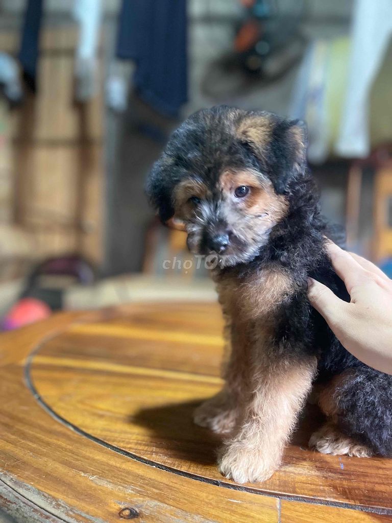 Chó Nâu đen, Vàng kem. Mua bán Chó tại Thành phố Long Khánh Đồng Nai được đăng bởi Châu Định Hoàng hình 1