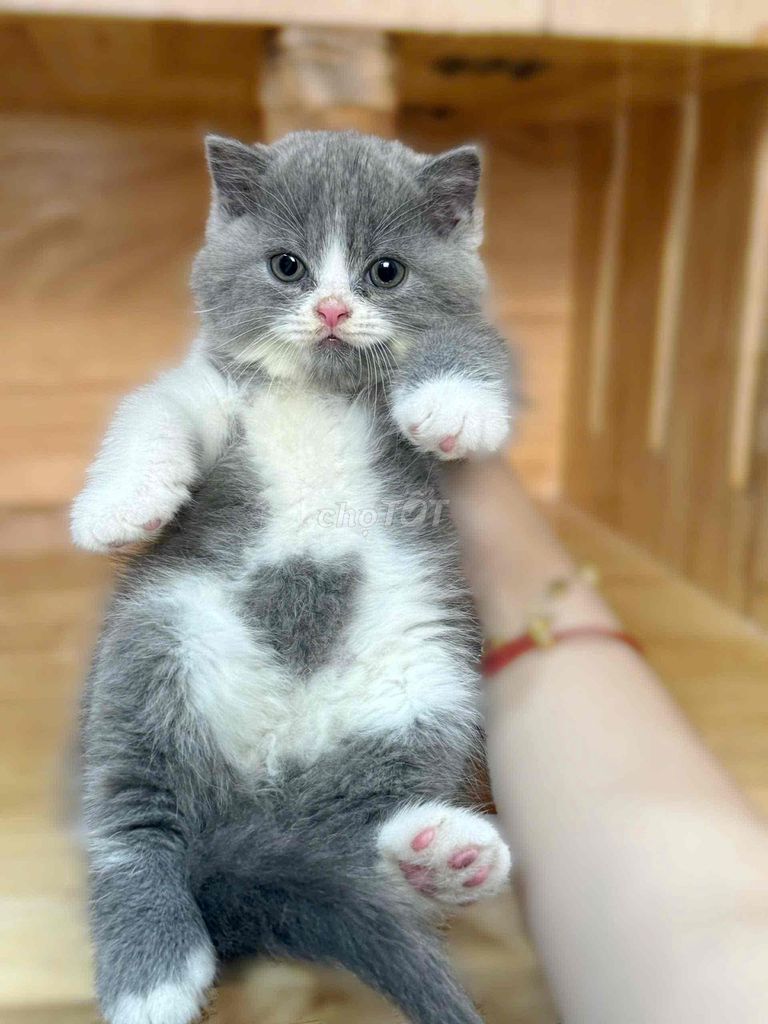 Mèo Tai cụp Xám trắng mèo con. Mua bán Mèo tại Quận 8 Tp Hồ Chí Minh được đăng bởi ti pet town hình 1