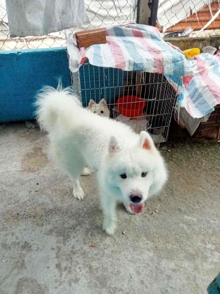 Chó Samoyed Cái màu Trắng. Mua bán Chó tại Huyện Hóc Môn Tp Hồ Chí Minh được đăng bởi nguyen phuon hình 1