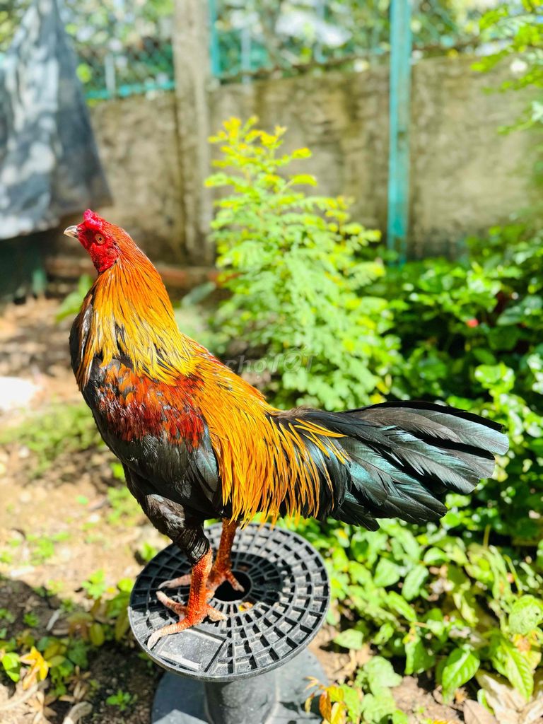Que nghệ 3kg3(chân điểm). Mua bán Gà tại Thành phố Vĩnh Long Vĩnh Long được đăng bởi HK hình 1