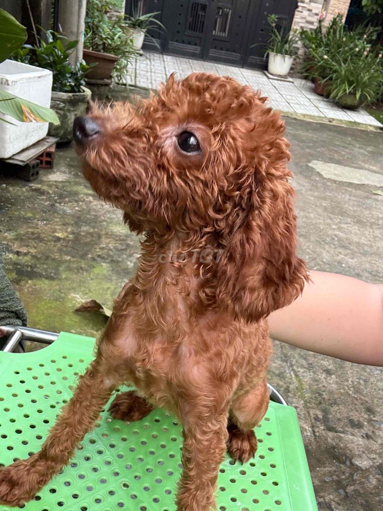 POODLE THUẦN CHỦNG CÁI. Mua bán Chó tại Thành phố Thủ Đức Tp Hồ Chí Minh được đăng bởi Ân Ân hay thanh lý tất tần tật  hình 6