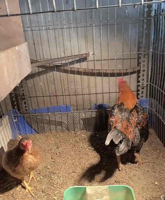 chia cặp cộc đúc của nhà. Mua bán Gà tại Quận Long Biên Hà Nội được đăng bởi cây cảnh bonsai 