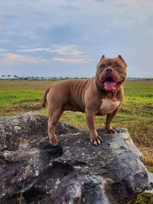 American Exotic Bully. Mua bán Chó tại Quận Cẩm Lệ Đà Nẵng được đăng bởi Hồ Duy Trung